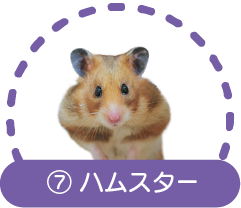 ⑦ハムスター
