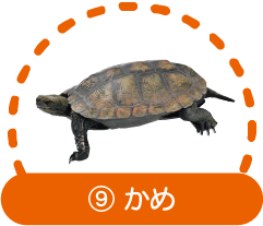 ⑨かめ