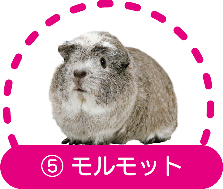⑤ハムスター