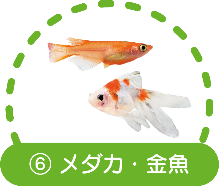 ⑥メダカ・金魚