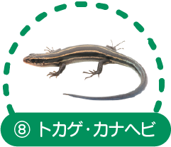 ⑧トカゲ・カナヘビ
