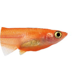 メダカ・金魚