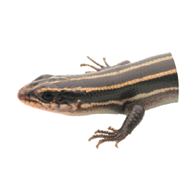 トカゲ・カナヘビ