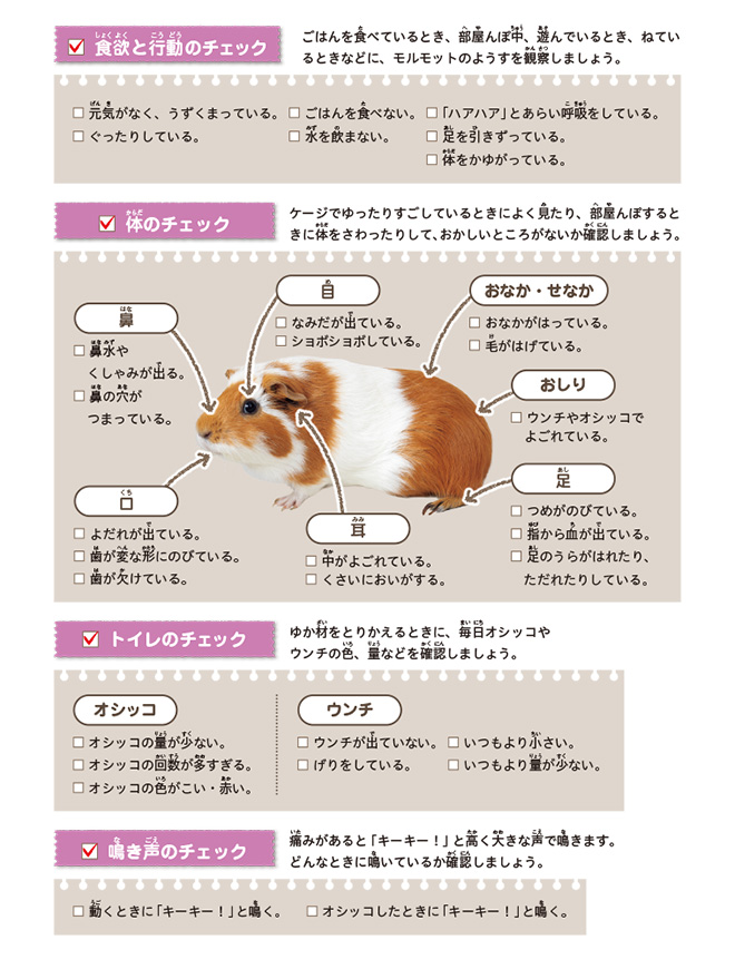 ⑤モルモット（健康チェック：カラー）