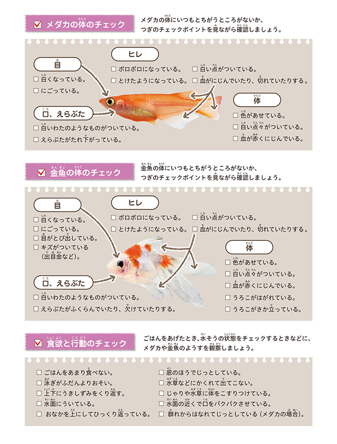 ⑥メダカ・金魚（健康チェック：カラー）