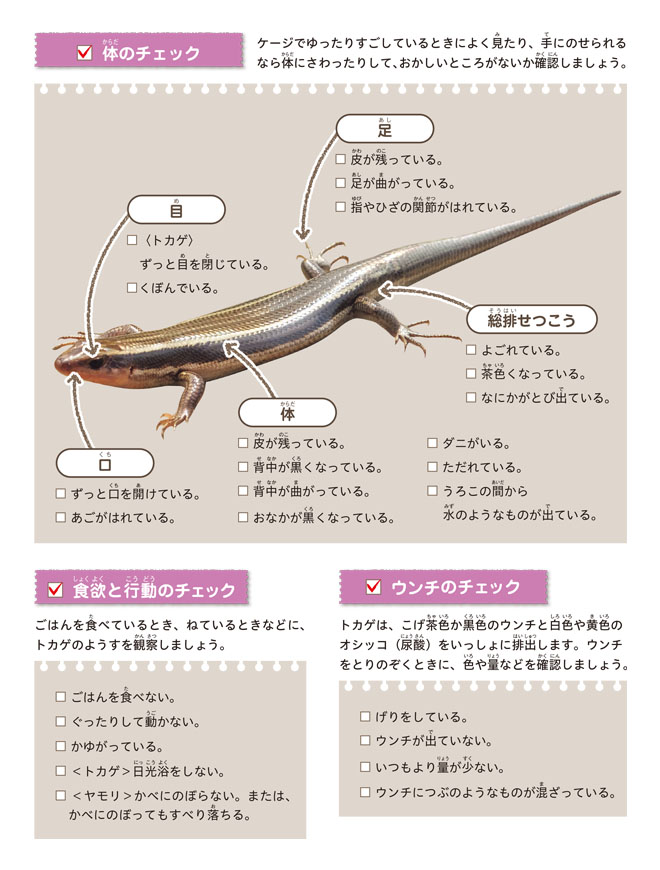 ⑧トカゲ・カナヘビ（健康チェック：カラー）